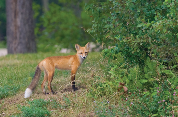 oil-sands-safety-wildlife
