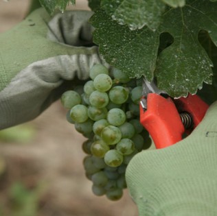 Riesling Wine