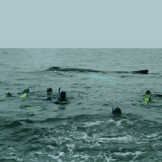 swim-with-the-whales