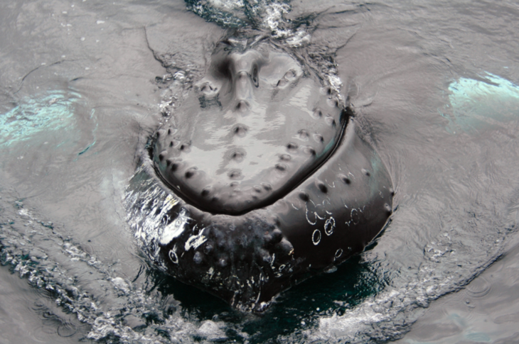 whale close up